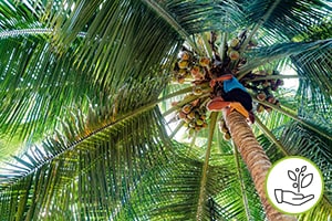 Coconut Plucking Process of Extra Virgin Coconut Oil