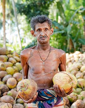 Authentic Coconut Dehusking Artisan Worker At Coco House Ceylon Exports & Trading Estate