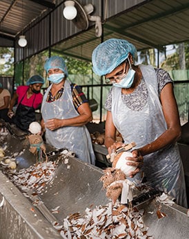 Coconut Manufacturer Kernel Peeling Female Team