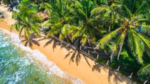 Aerial view of coconut trees in western shores of the Sri Lankan Coconut Triangle
