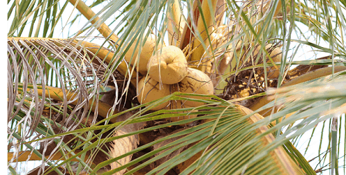 Coconuts on a coconut tree Sri Lanka