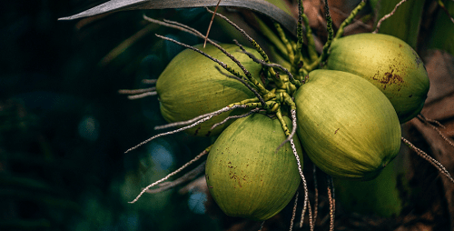 Cocos frescos con cáscara en un cocotero