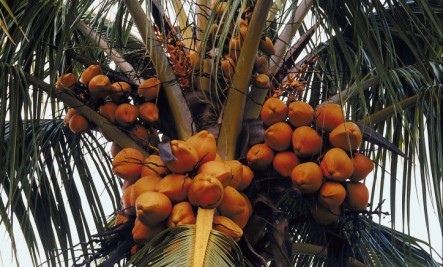 King Coconut Trees