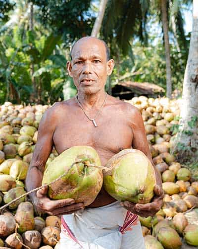 Experienced coconut artisan preparing to dehusk the coconut