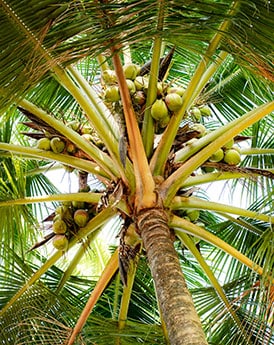 Coconut Tree from bottom angle in Sri Lankan Coconut Estate