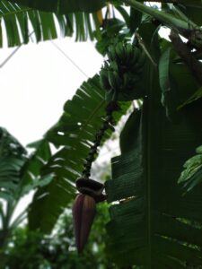 Banana Ceylon Exports & Trading Vegetable Garden Sri Lanka 