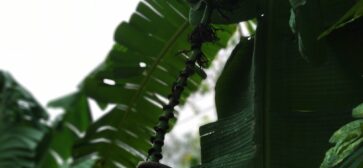 Banana Ceylon Exports & Trading Vegetable Garden Sri Lanka - Coconut Oil Manufacturer