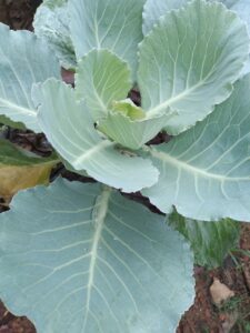 Cabbage Ceylon Exports & Trading Vegetable Garden Sri Lanka - Coconut Oil Manufacturer