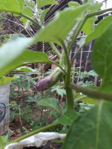 Eggplant Ceylon Exports & Trading Vegetable Garden Sri Lanka