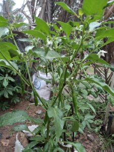 Green Chilies Ceylon Exports & Trading Vegetable Garden Sri Lanka - Coconut Oil Manufacturer