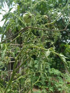 Tomatoes Ceylon Exports & Trading Vegetable Garden Sri Lanka