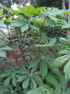 Yam Ceylon Exports & Trading Vegetable Garden Sri Lanka