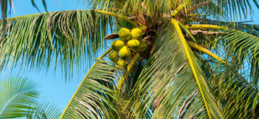 coconut tree