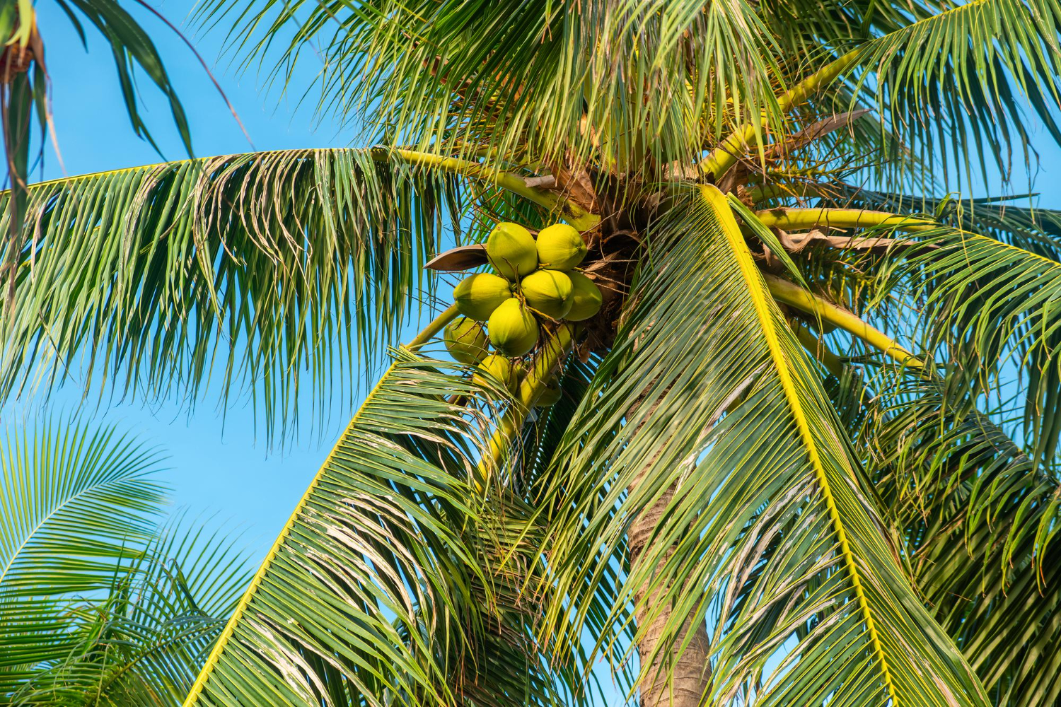 coconut tree